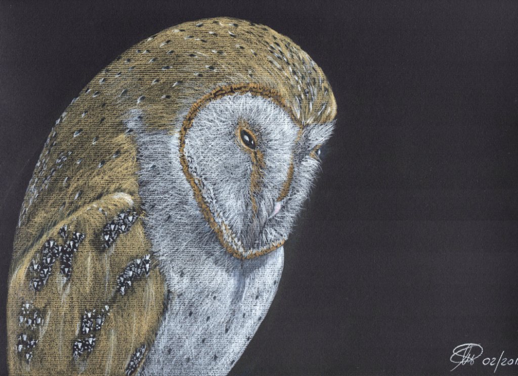 Matite colorate su foglio nero - Barbagianni